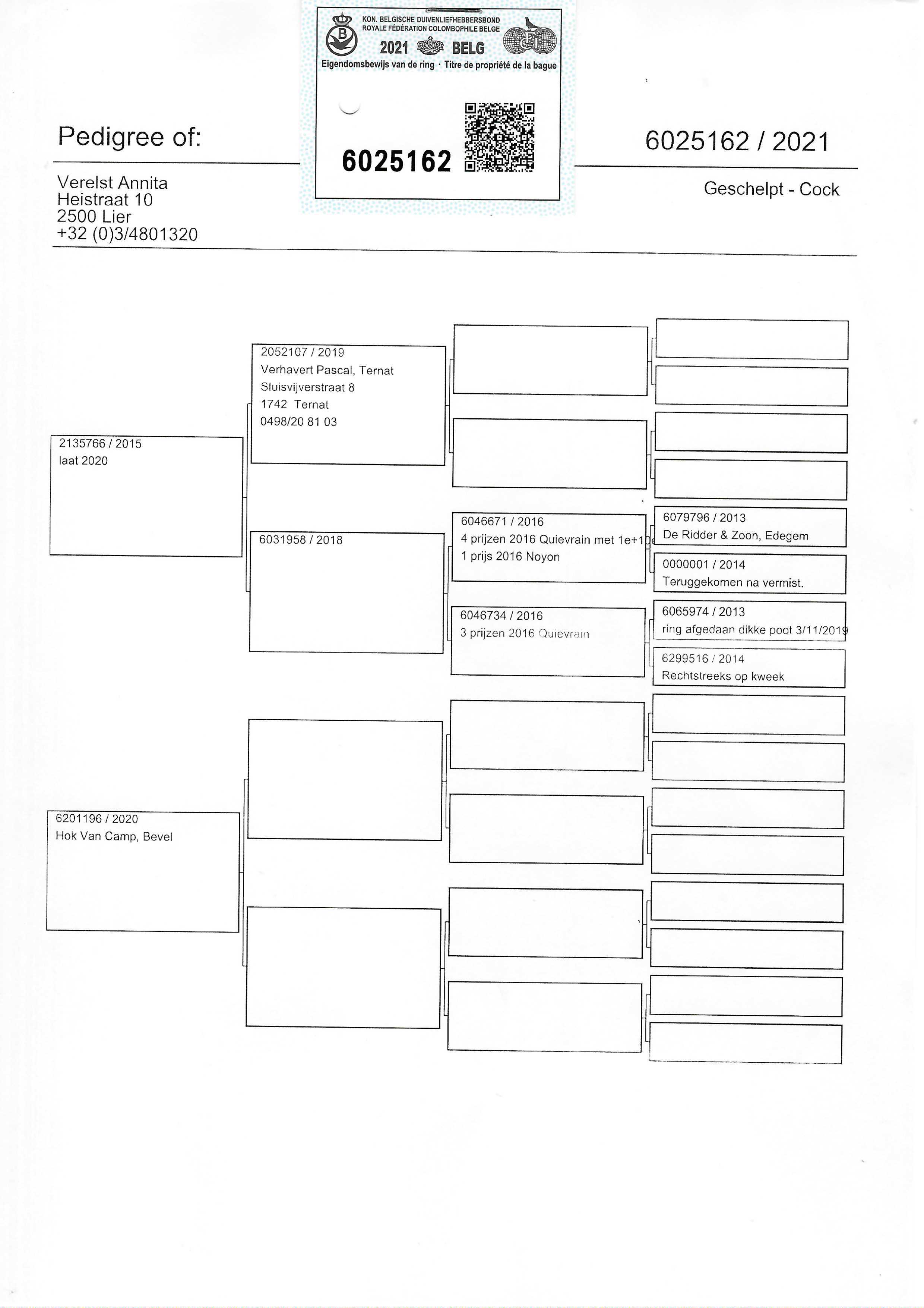 Pigeon pedigree image
