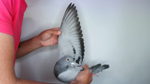 Pigeon image