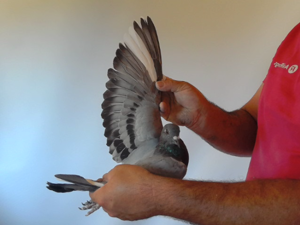 Pigeon image