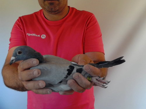 Pigeon image