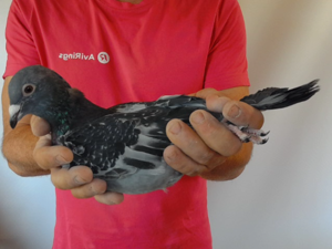 Pigeon image