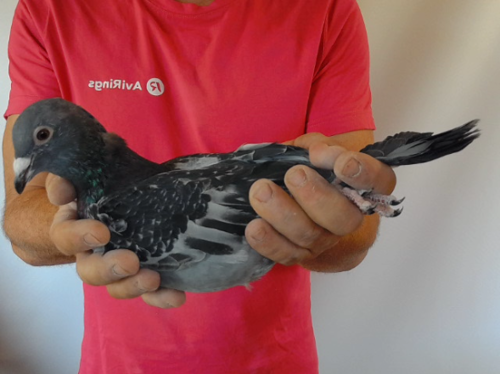 Pigeon image
