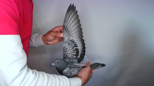 Pigeon image