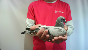 Pigeon image