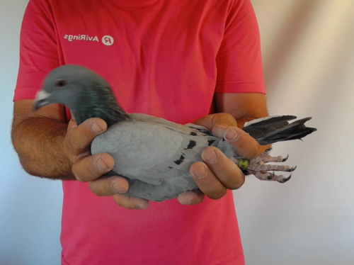 Pigeon image