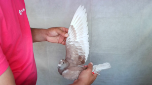 Pigeon image