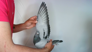 Pigeon image