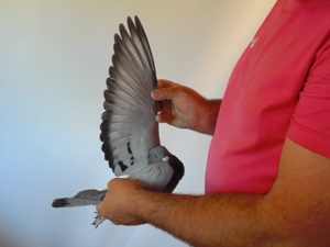 Pigeon image