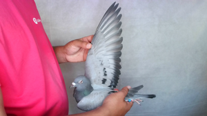 Pigeon image