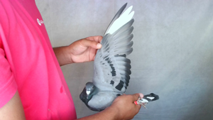 Pigeon image