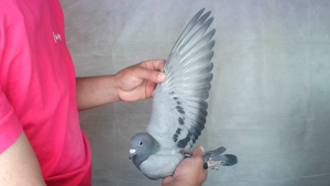 Pigeon image
