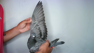 Pigeon image