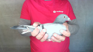 Pigeon image