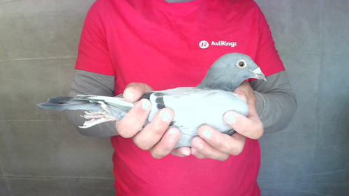 Pigeon image