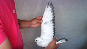 Pigeon image