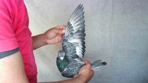 Pigeon image