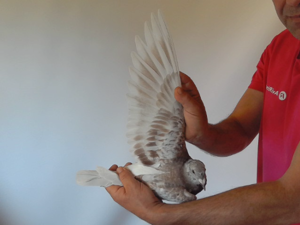 Pigeon image