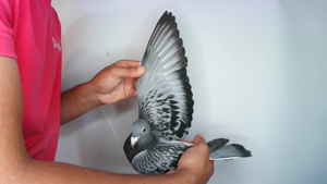Pigeon image
