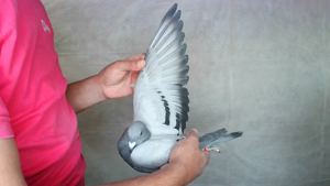 Pigeon image
