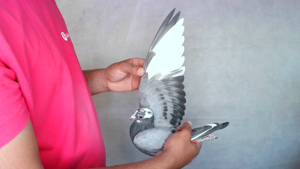 Pigeon image