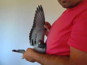 Pigeon image