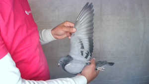 Pigeon image