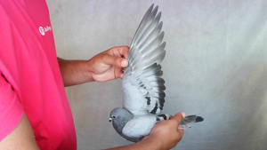 Pigeon image