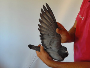 Pigeon image