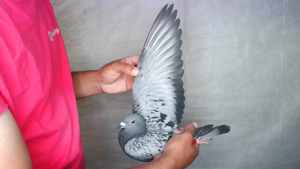 Pigeon image
