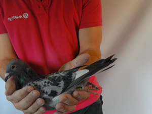 Pigeon image