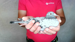 Pigeon image