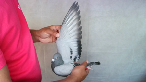 Pigeon image