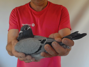 Pigeon image