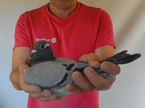 Pigeon image