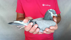 Pigeon image