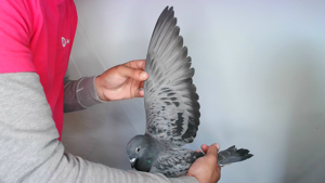 Pigeon image
