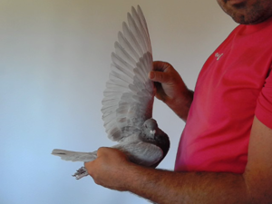 Pigeon image
