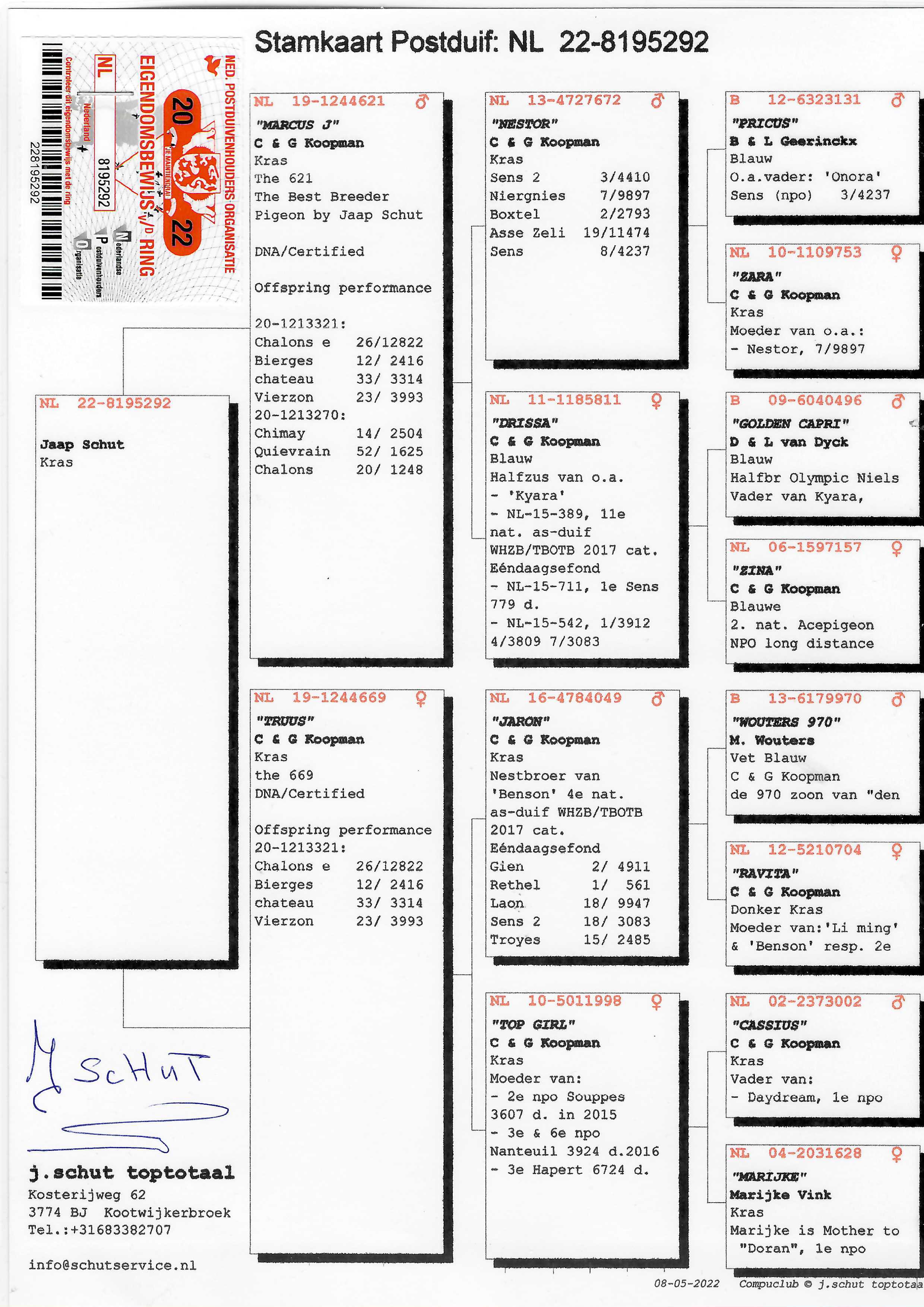 Pigeon pedigree image