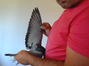 Pigeon image