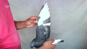 Pigeon image