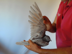 Pigeon image