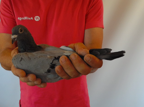 Pigeon image