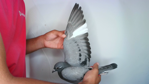 Pigeon image