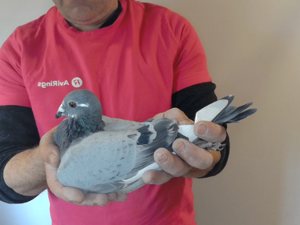 Pigeon image