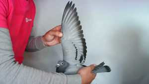 Pigeon image