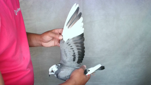 Pigeon image