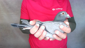 Pigeon image