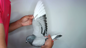 Pigeon image