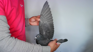 Pigeon image