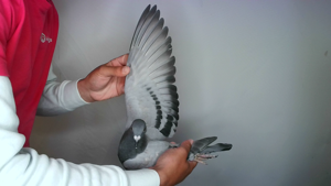 Pigeon image